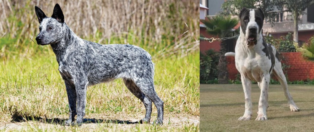 Bully Kutta vs Australian Stumpy Tail Cattle Dog - Breed Comparison