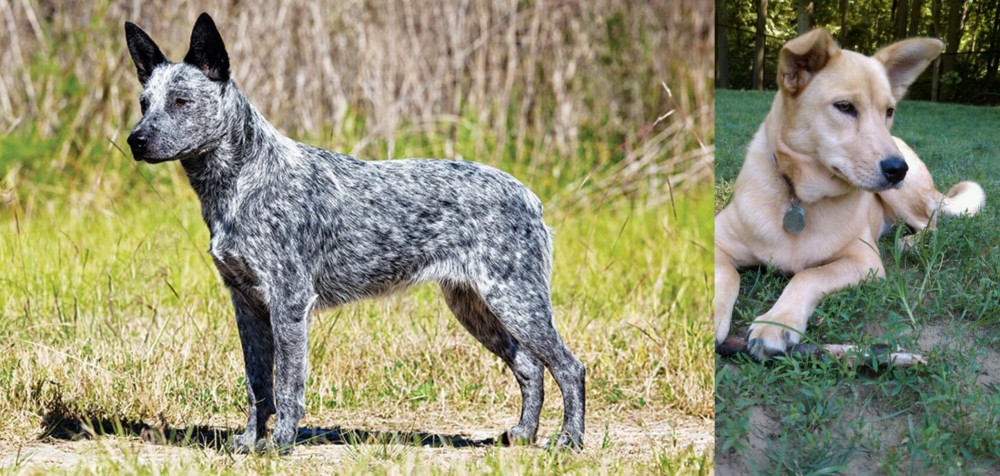 Carolina Dog vs Australian Stumpy Tail Cattle Dog - Breed Comparison