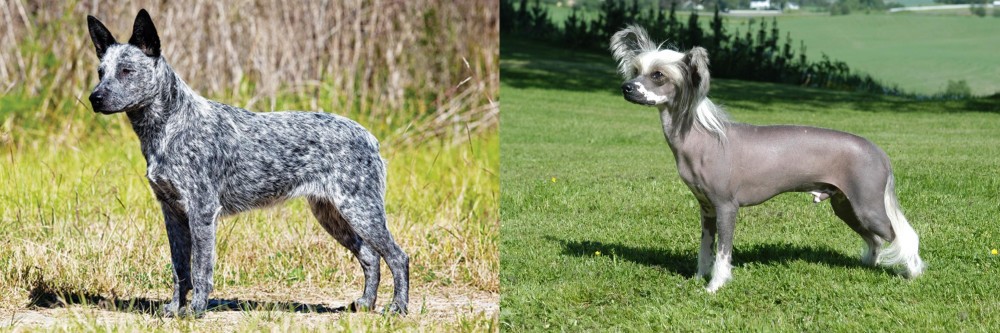 Chinese Crested Dog vs Australian Stumpy Tail Cattle Dog - Breed Comparison