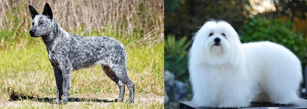 Coton De Tulear vs Australian Stumpy Tail Cattle Dog - Breed Comparison