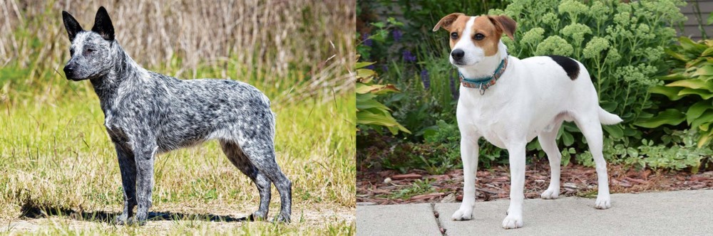 Danish Swedish Farmdog vs Australian Stumpy Tail Cattle Dog - Breed Comparison