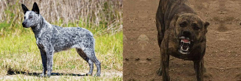 Dogo Sardesco vs Australian Stumpy Tail Cattle Dog - Breed Comparison