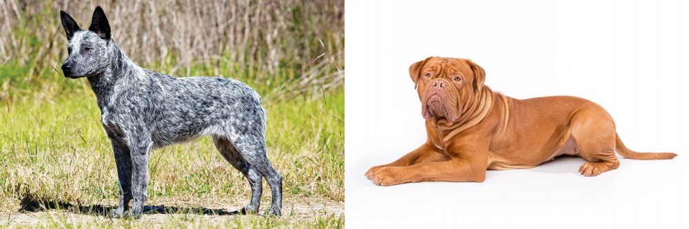Dogue De Bordeaux vs Australian Stumpy Tail Cattle Dog - Breed Comparison