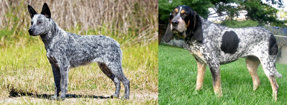 Griffon Bleu de Gascogne vs Australian Stumpy Tail Cattle Dog - Breed Comparison