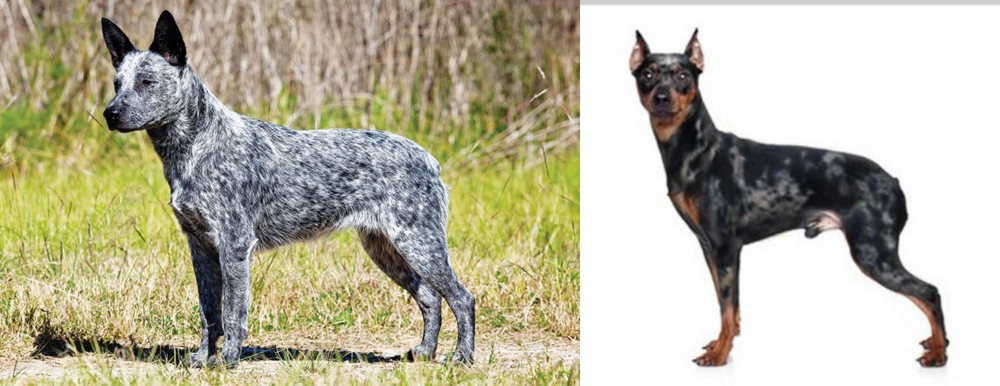 Harlequin Pinscher vs Australian Stumpy Tail Cattle Dog - Breed Comparison