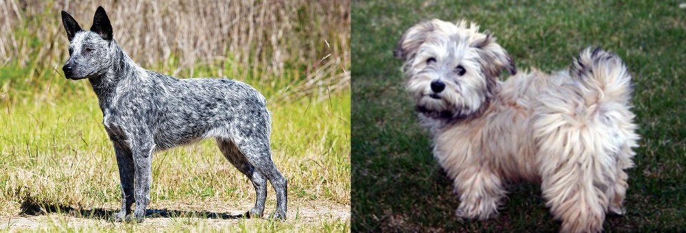 Havapoo vs Australian Stumpy Tail Cattle Dog - Breed Comparison