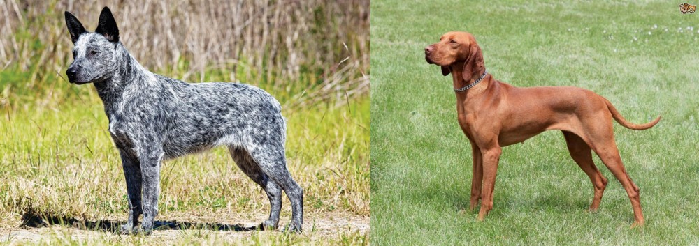 Hungarian Vizsla vs Australian Stumpy Tail Cattle Dog - Breed Comparison