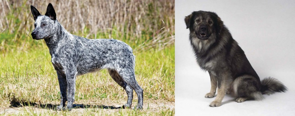 Istrian Sheepdog vs Australian Stumpy Tail Cattle Dog - Breed Comparison