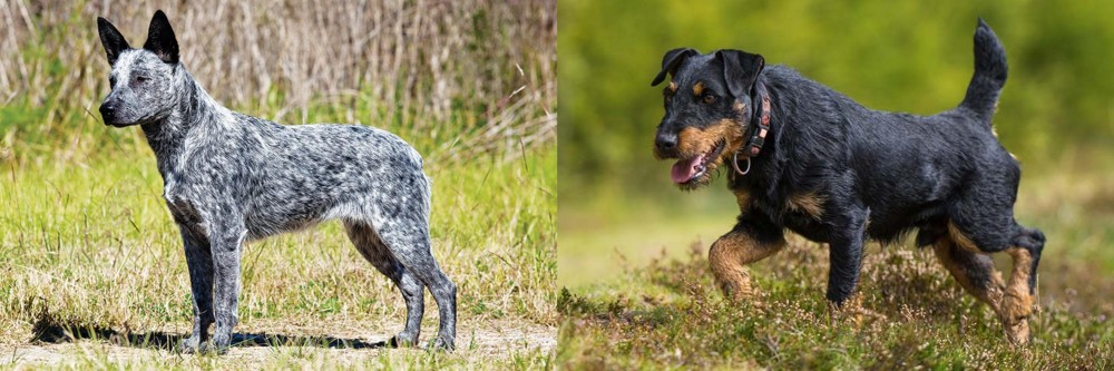 Jagdterrier vs Australian Stumpy Tail Cattle Dog - Breed Comparison