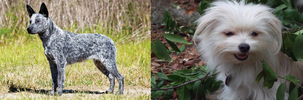 Malti-Pom vs Australian Stumpy Tail Cattle Dog - Breed Comparison