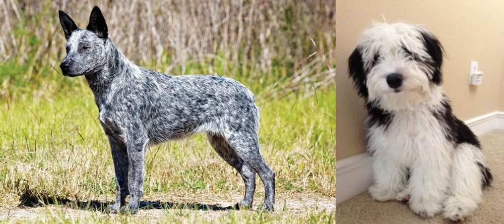 Mini Sheepadoodles vs Australian Stumpy Tail Cattle Dog - Breed Comparison