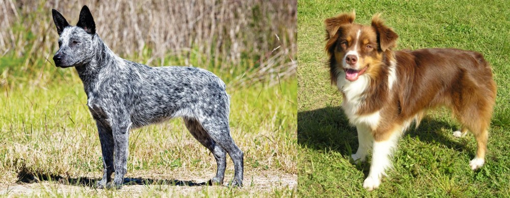 Miniature Australian Shepherd vs Australian Stumpy Tail Cattle Dog - Breed Comparison