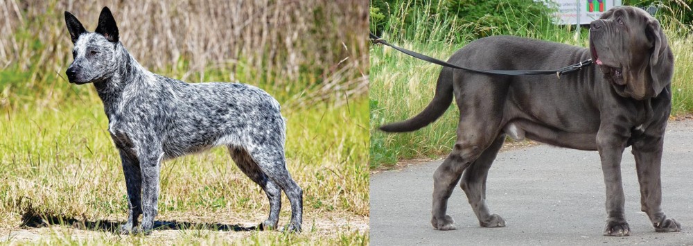 Neapolitan Mastiff vs Australian Stumpy Tail Cattle Dog - Breed Comparison