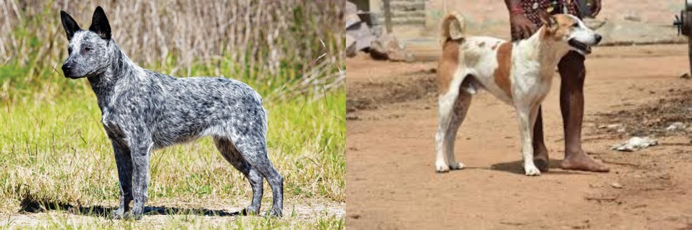 Pandikona vs Australian Stumpy Tail Cattle Dog - Breed Comparison