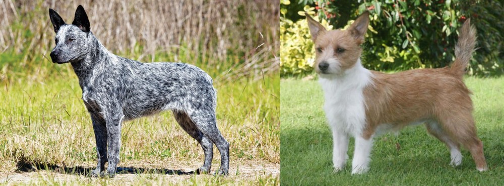 Portuguese Podengo vs Australian Stumpy Tail Cattle Dog - Breed Comparison