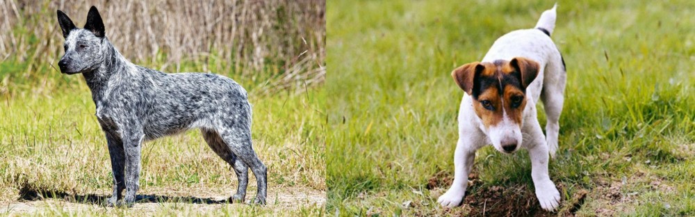 Russell Terrier vs Australian Stumpy Tail Cattle Dog - Breed Comparison