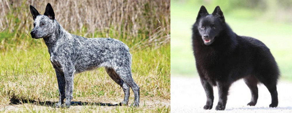 Schipperke vs Australian Stumpy Tail Cattle Dog - Breed Comparison