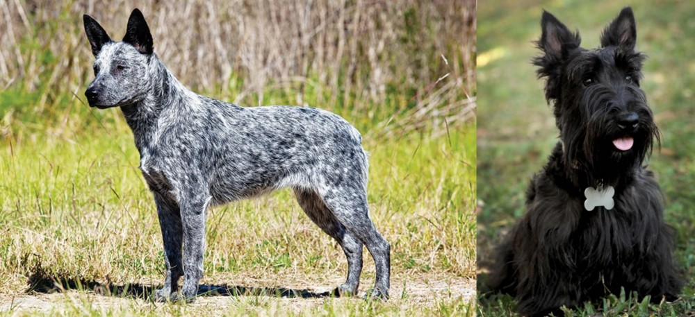 Scoland Terrier vs Australian Stumpy Tail Cattle Dog - Breed Comparison