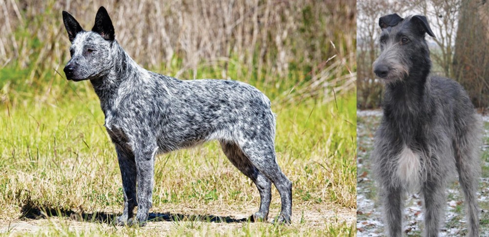 Scottish Deerhound vs Australian Stumpy Tail Cattle Dog - Breed Comparison