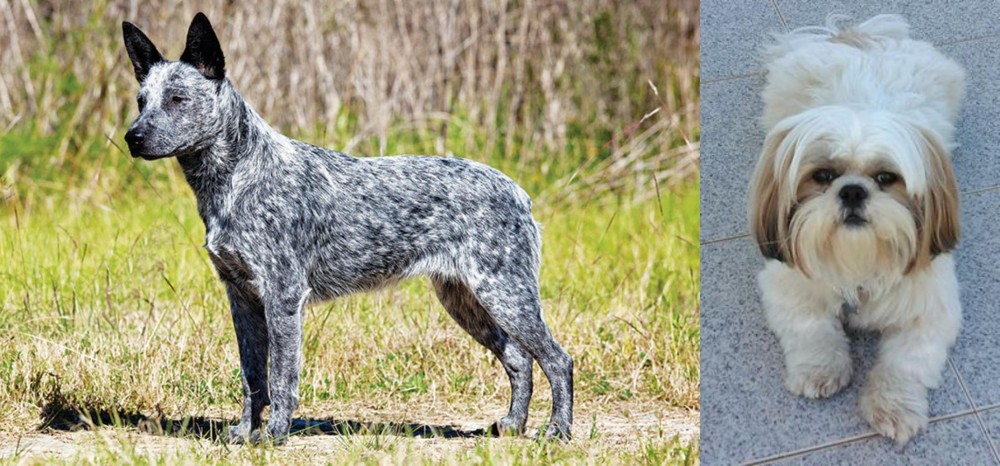 Shih Tzu vs Australian Stumpy Tail Cattle Dog - Breed Comparison