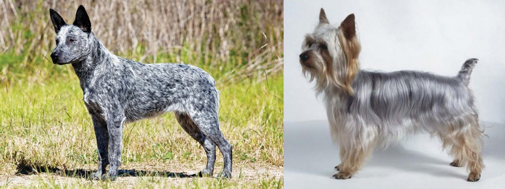 Silky Terrier vs Australian Stumpy Tail Cattle Dog - Breed Comparison