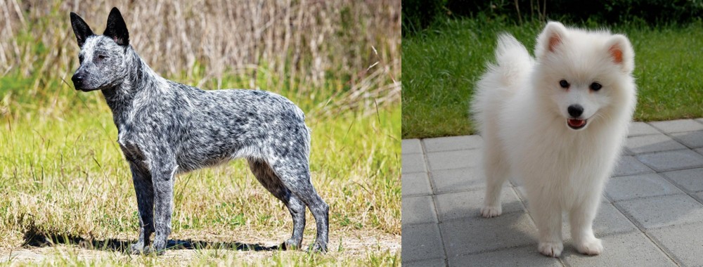 Spitz vs Australian Stumpy Tail Cattle Dog - Breed Comparison