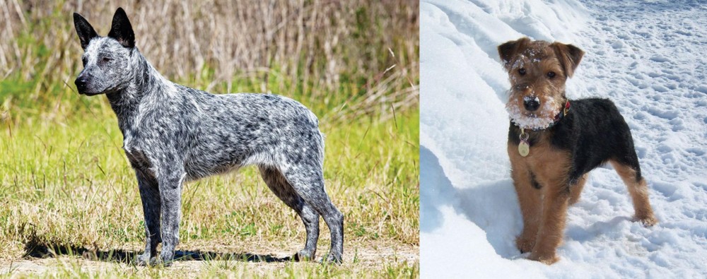 Welsh Terrier vs Australian Stumpy Tail Cattle Dog - Breed Comparison