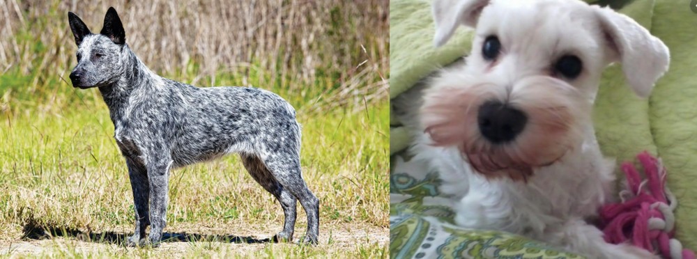 White Schnauzer vs Australian Stumpy Tail Cattle Dog - Breed Comparison