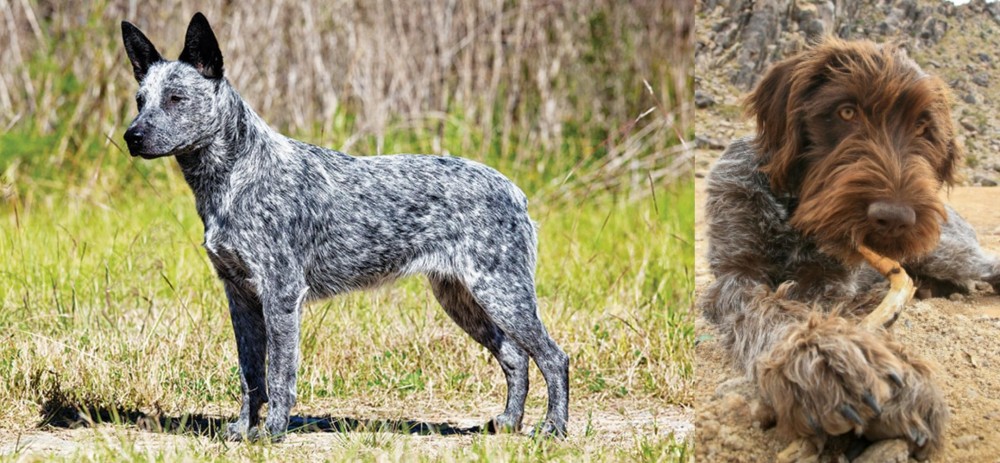 Wirehaired Pointing Griffon vs Australian Stumpy Tail Cattle Dog - Breed Comparison