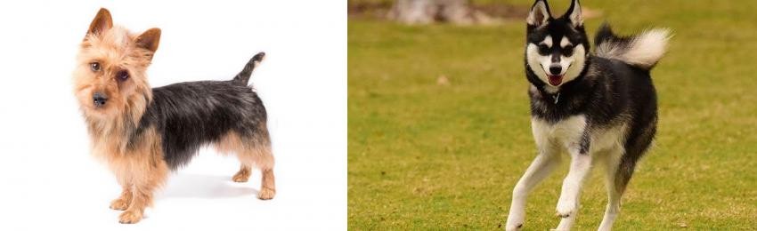 Alaskan Klee Kai vs Australian Terrier - Breed Comparison