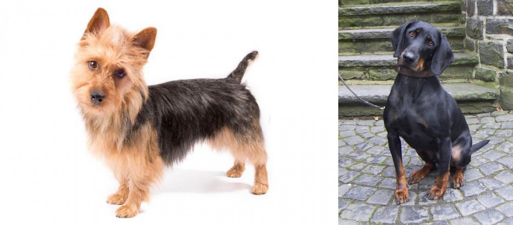 Austrian Black and Tan Hound vs Australian Terrier - Breed Comparison