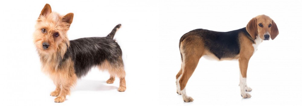 Beagle-Harrier vs Australian Terrier - Breed Comparison