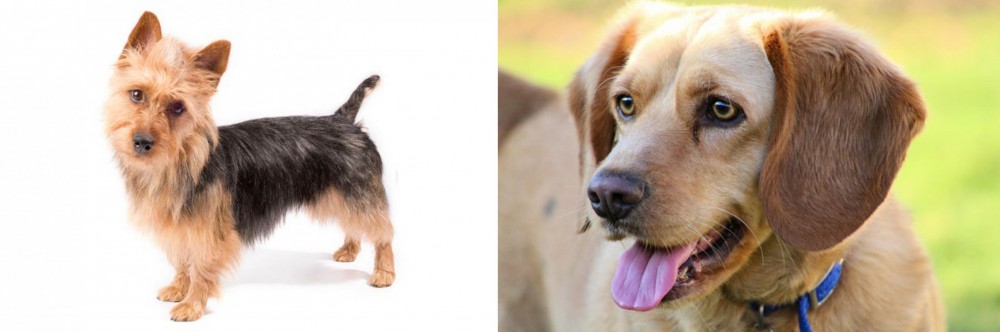 Beago vs Australian Terrier - Breed Comparison