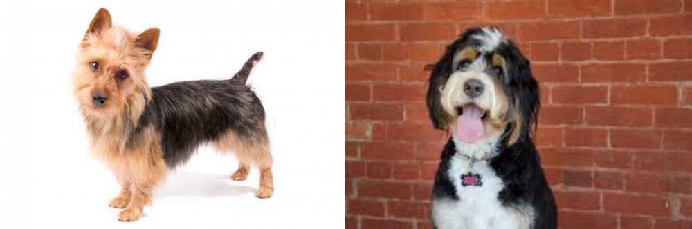 Bernedoodle vs Australian Terrier - Breed Comparison