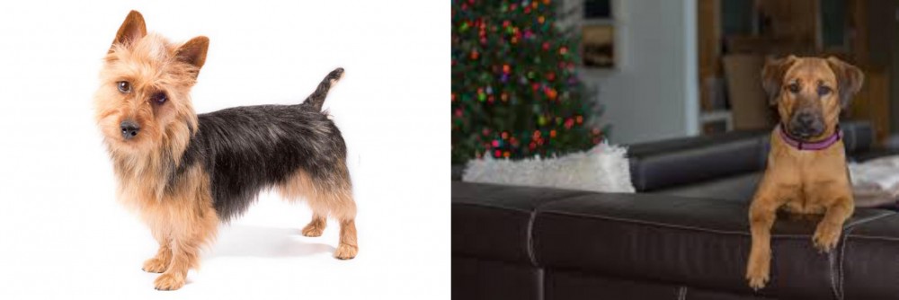 Black Mouth Cur vs Australian Terrier - Breed Comparison