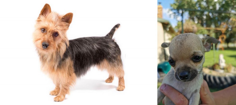 Chihuahua vs Australian Terrier - Breed Comparison