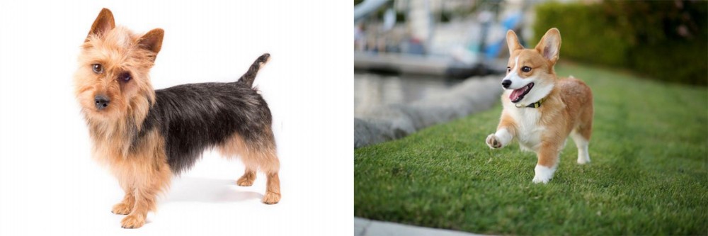 Corgi vs Australian Terrier - Breed Comparison