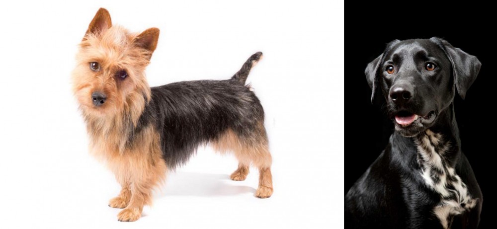 Dalmador vs Australian Terrier - Breed Comparison