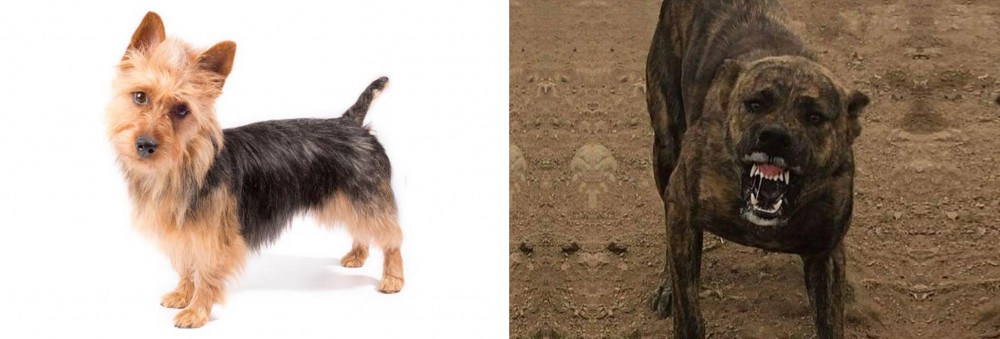 Dogo Sardesco vs Australian Terrier - Breed Comparison