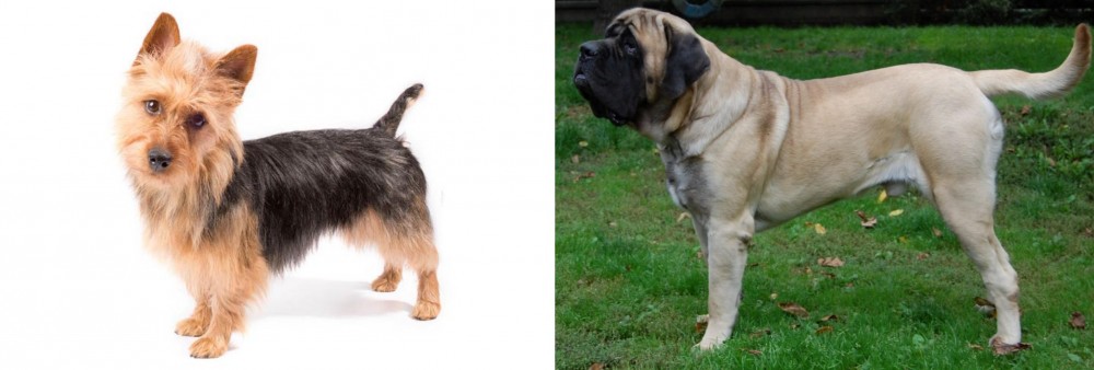 English Mastiff vs Australian Terrier - Breed Comparison