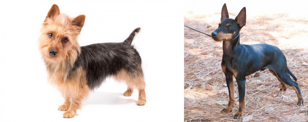 English Toy Terrier (Black & Tan) vs Australian Terrier - Breed Comparison