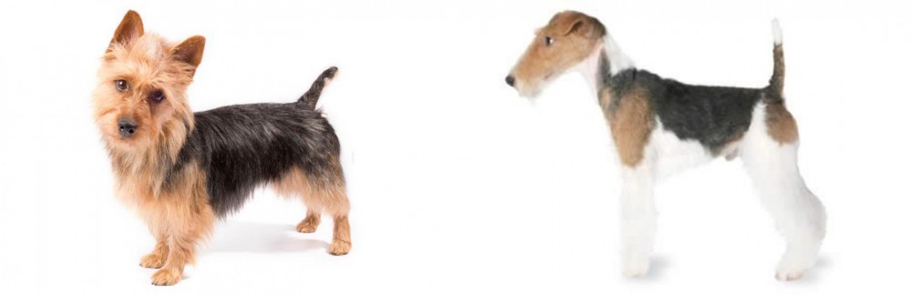 Fox Terrier vs Australian Terrier - Breed Comparison
