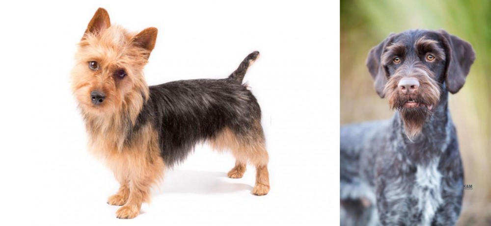 German Wirehaired Pointer vs Australian Terrier - Breed Comparison