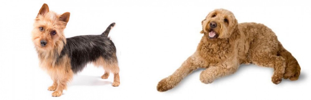 Golden Doodle vs Australian Terrier - Breed Comparison