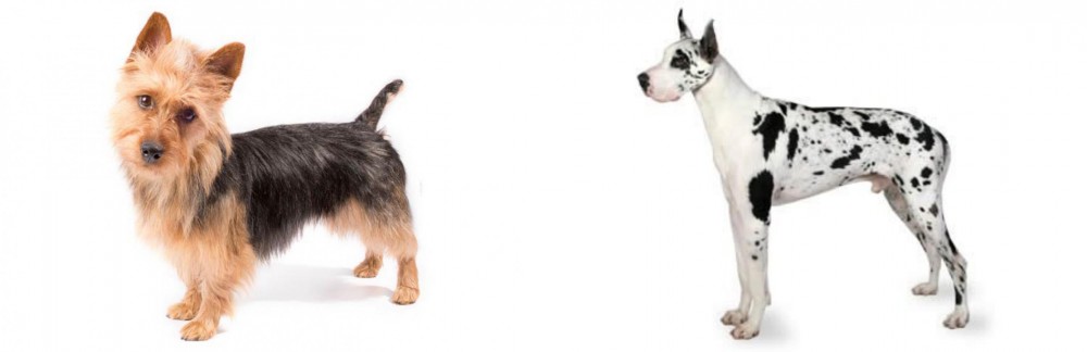 Great Dane vs Australian Terrier - Breed Comparison