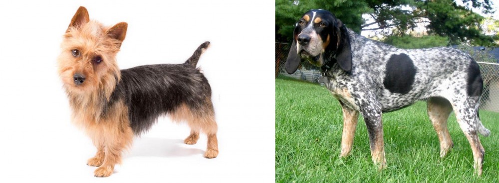 Griffon Bleu de Gascogne vs Australian Terrier - Breed Comparison