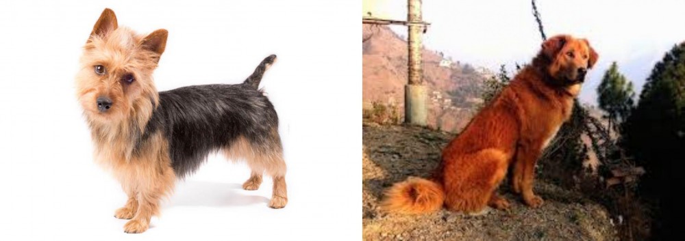Himalayan Sheepdog vs Australian Terrier - Breed Comparison