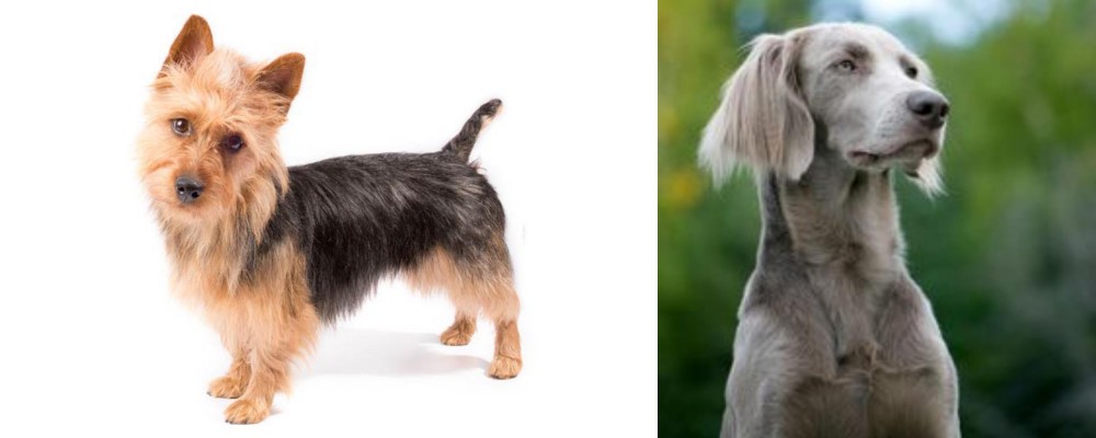 Longhaired Weimaraner vs Australian Terrier - Breed Comparison