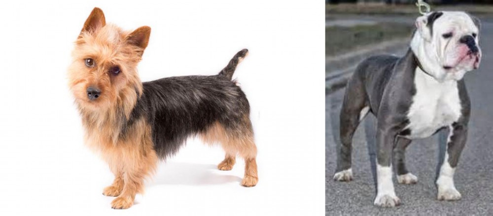 Old English Bulldog vs Australian Terrier - Breed Comparison