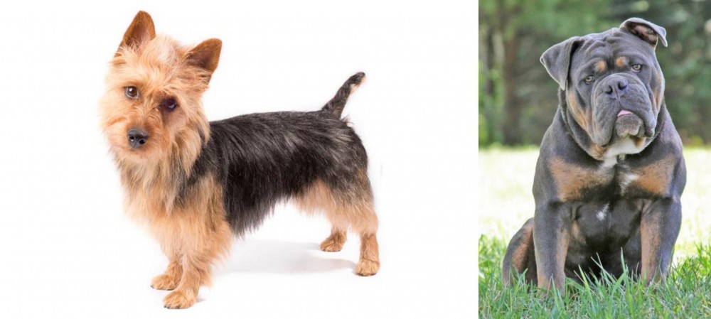 Olde English Bulldogge vs Australian Terrier - Breed Comparison